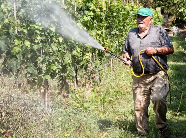 farmer spraying pesticides on grape vines
